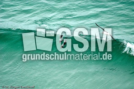 Commerson-Delfin (1 von 15).jpg